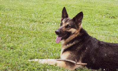 German Shepherd