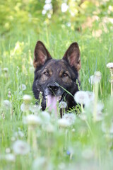 Deutscher Schäferhund Malinois Löwenzahn Pusteblumen Wiese hohes Gras Frühling reinrassig Hund...