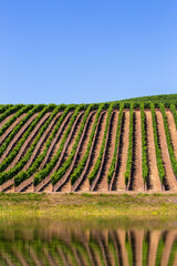 Fototapeta premium Wine Country Vineyard