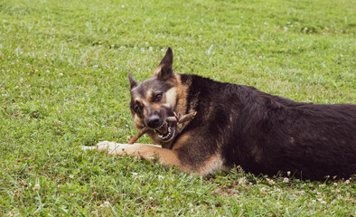 German Shepherd