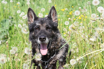 Deutscher Schäferhund Malinois Löwenzahn Pusteblumen Wiese hohes Gras Frühling reinrassig Hund Natur 