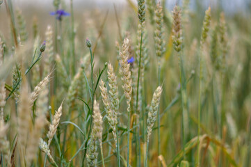 green wheat field on a Sunny summer day, selective focus