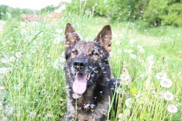 Deutscher Schäferhund Malinois Löwenzahn Pusteblumen Wiese hohes Gras Frühling reinrassig Hund Natur 