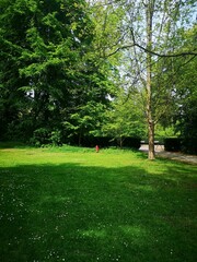 Nature green grass and trees sunny day