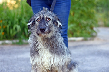 funny shaggy dog looking at the camera lens. dog portrait.
