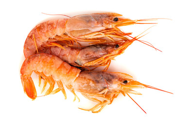 Three raw shrimp langostino