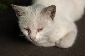 a white stray cat with multicolored eyes