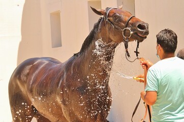 Pura sangre en plena ducha refrescante parte 2