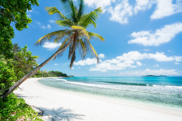 Tropical beach with palm tree - obrazy, fototapety, plakaty