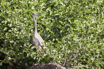 Grey heron (Ardea cinerea) perched on overgrown tree trunk and lurking for fish on the shore of lake Brunau, Germany.