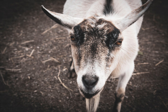 117 Best Bebe Chevre Images Stock Photos Vectors Adobe Stock 117 Best Bebe Chevre Images Stock Photos Vectors Adobe Stock