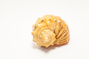 Sea Shell, Isolated On White Background