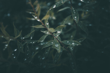 rain drops in close-up on the leaves of the plant