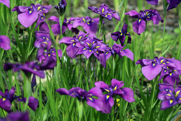 purple iris flower in the garden on a green background