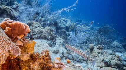 Seascape in turquoise water of coral reef in Caribbean Sea / Curacao with Barracuda, coral and...