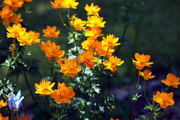 yellow flowers in the garden