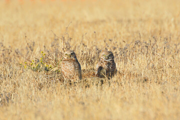 Burrowing Owl