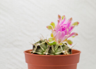 Close up of blooming cactus gymnocalycium anisitsii