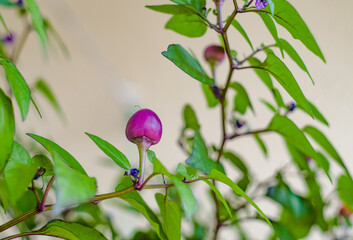 Obraz na płótnie Canvas Closeup purple ornamental pepper with green leaves.