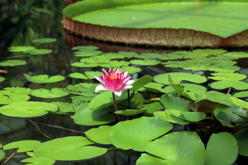 tropical water lily victoria amazon - obrazy, fototapety, plakaty