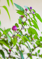 Obraz na płótnie Canvas Closeup purple ornamental pepper with green leaves.