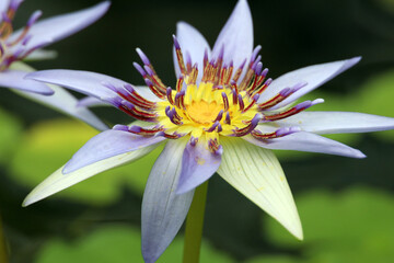 blooming lotus in the water, natural background
