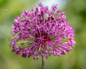 Fototapeta premium Flower of purple allium decorative bow close-up 