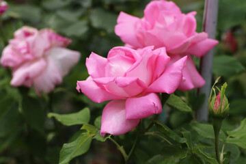 pink blooming roses in the garden