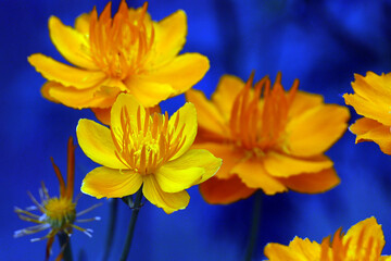 floral background, bright yellow blooming flowers