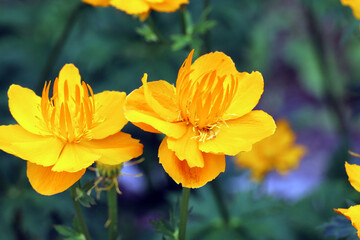 Fototapeta premium floral background, bright yellow blooming flowers