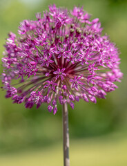 Flower of purple allium decorative bow close-up 