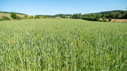 
Cereal field, wheat, rye, still green, early spring