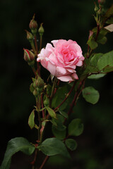 pink rose in garden