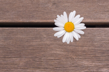 Obraz premium white Daisy in the garden on a wooden background