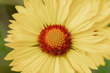 close up of yellow flower