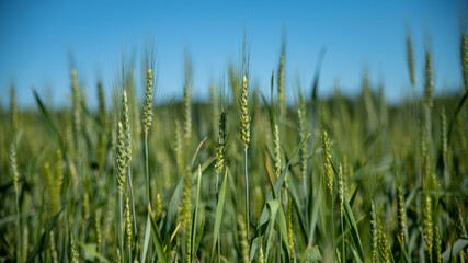 
Cereal field, wheat, rye, still green, early spring