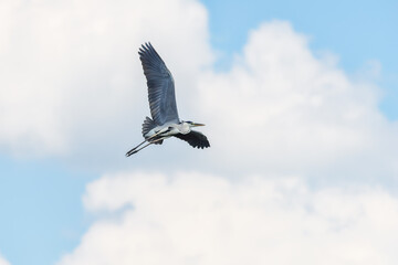 A Great Blue Heron Flying. A beautifully large wading bird flying high through the sky.