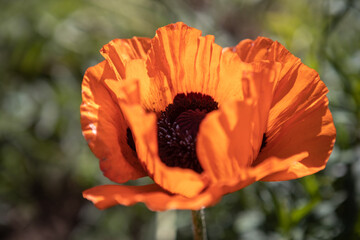 a red blooming poppy in the backlight.