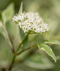 White flowers Cornus alba Elegantissima on blurred background. Blooming branch of variegated shrub in spring garden