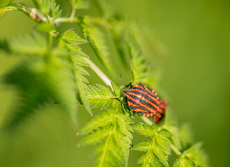 Graphosoma is a genus of the family Pentatomidae known as the striped shield bugs for their distinctive markings