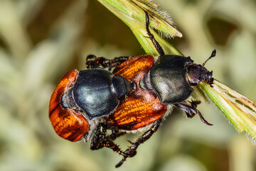 Cockchafer Mating (Maybug or doodlebug).