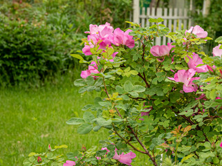 Cottage garden with Marguerite Hilling rose in front