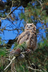 Great Horned Owl