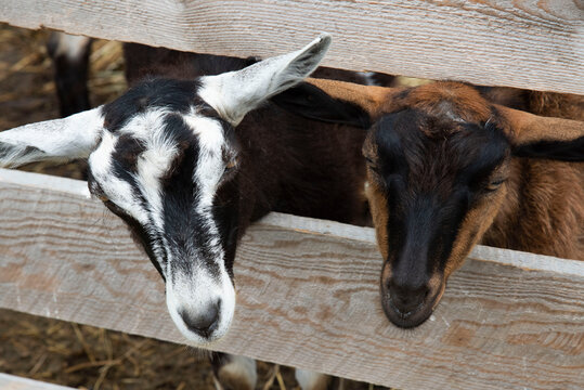 117 Best Bebe Chevre Images Stock Photos Vectors Adobe Stock