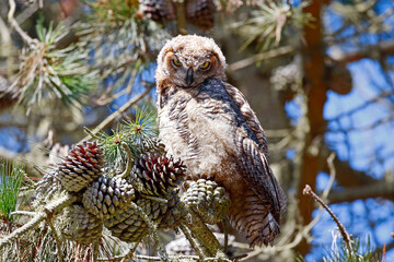 Great Horned Owl