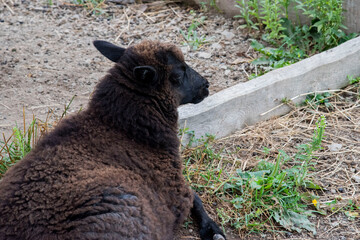 Fototapeta premium Mouton noir