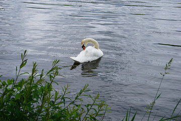 Ein Schwan schwimmt auf der Mosel und putzt sein Gefieder - A swan swims on the Moselle and cleans its plumage