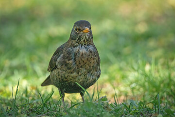 Amsel auf der sonnigen Wiese