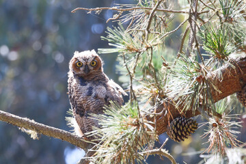Great Horned Owl
