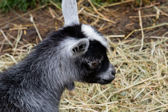 117 Best Bebe Chevre Images Stock Photos Vectors Adobe Stock